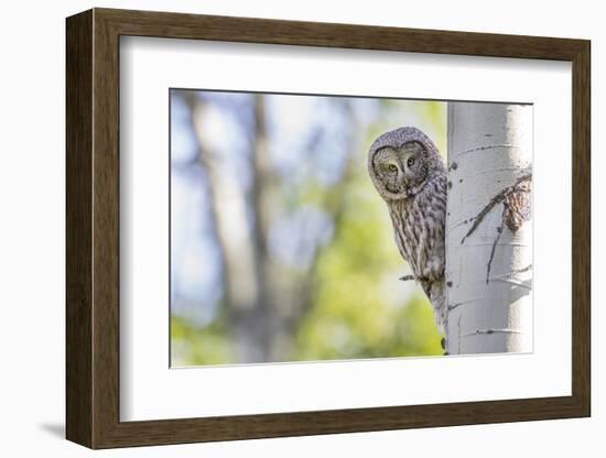 Wyoming, Grand Teton National Park, an Adult Great Gray Owl Stares from Behind an Aspen Tree-Elizabeth Boehm-Framed Photographic Print