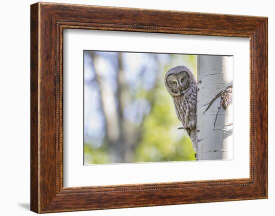 Wyoming, Grand Teton National Park, an Adult Great Gray Owl Stares from Behind an Aspen Tree-Elizabeth Boehm-Framed Photographic Print