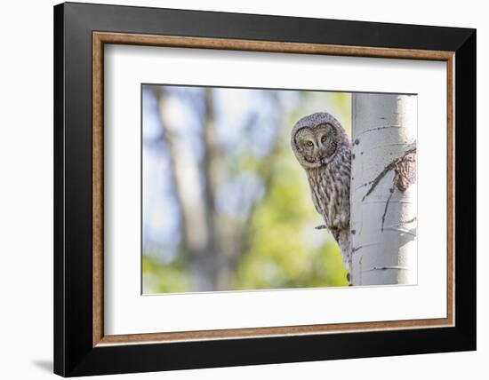 Wyoming, Grand Teton National Park, an Adult Great Gray Owl Stares from Behind an Aspen Tree-Elizabeth Boehm-Framed Photographic Print