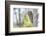 Wyoming, Grand Teton National Park, an Adult Great Gray Owl Stares from Behind an Aspen Tree-Elizabeth Boehm-Framed Photographic Print