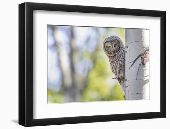 Wyoming, Grand Teton National Park, an Adult Great Gray Owl Stares from Behind an Aspen Tree-Elizabeth Boehm-Framed Photographic Print