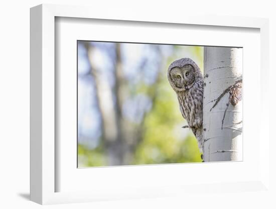 Wyoming, Grand Teton National Park, an Adult Great Gray Owl Stares from Behind an Aspen Tree-Elizabeth Boehm-Framed Photographic Print