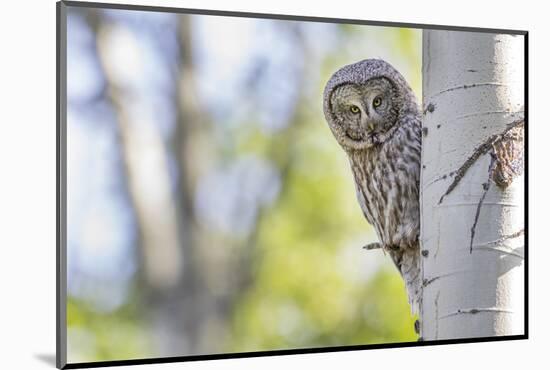 Wyoming, Grand Teton National Park, an Adult Great Gray Owl Stares from Behind an Aspen Tree-Elizabeth Boehm-Mounted Photographic Print