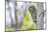 Wyoming, Grand Teton National Park, an Adult Great Gray Owl Stares from Behind an Aspen Tree-Elizabeth Boehm-Mounted Photographic Print