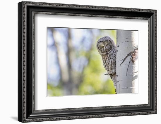 Wyoming, Grand Teton National Park, an Adult Great Gray Owl Stares from Behind an Aspen Tree-Elizabeth Boehm-Framed Photographic Print