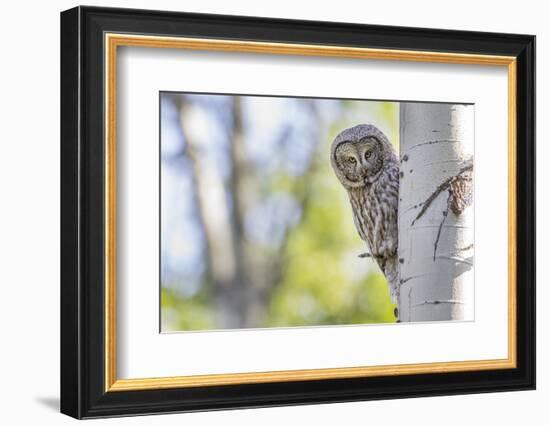 Wyoming, Grand Teton National Park, an Adult Great Gray Owl Stares from Behind an Aspen Tree-Elizabeth Boehm-Framed Photographic Print