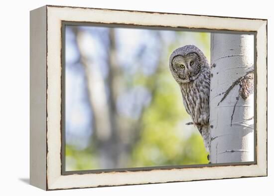 Wyoming, Grand Teton National Park, an Adult Great Gray Owl Stares from Behind an Aspen Tree-Elizabeth Boehm-Framed Premier Image Canvas