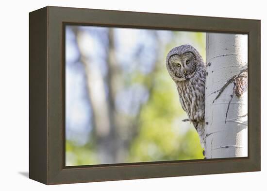 Wyoming, Grand Teton National Park, an Adult Great Gray Owl Stares from Behind an Aspen Tree-Elizabeth Boehm-Framed Premier Image Canvas