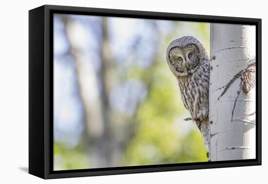 Wyoming, Grand Teton National Park, an Adult Great Gray Owl Stares from Behind an Aspen Tree-Elizabeth Boehm-Framed Premier Image Canvas