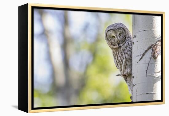 Wyoming, Grand Teton National Park, an Adult Great Gray Owl Stares from Behind an Aspen Tree-Elizabeth Boehm-Framed Premier Image Canvas