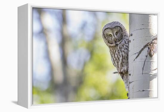 Wyoming, Grand Teton National Park, an Adult Great Gray Owl Stares from Behind an Aspen Tree-Elizabeth Boehm-Framed Premier Image Canvas