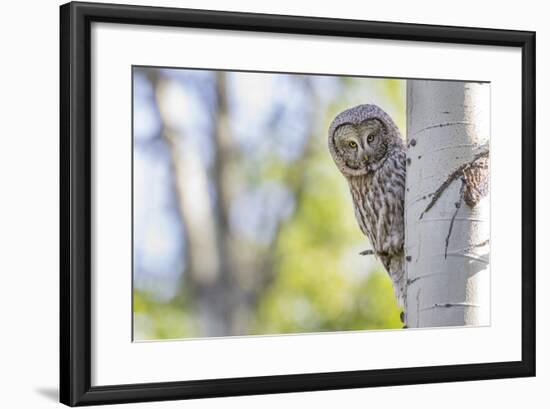 Wyoming, Grand Teton National Park, an Adult Great Gray Owl Stares from Behind an Aspen Tree-Elizabeth Boehm-Framed Photographic Print