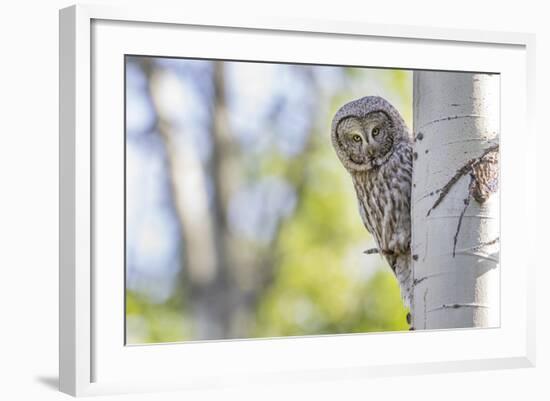 Wyoming, Grand Teton National Park, an Adult Great Gray Owl Stares from Behind an Aspen Tree-Elizabeth Boehm-Framed Photographic Print