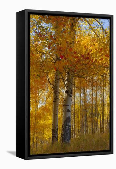 Wyoming, Grand Teton National Park. Autumn Aspen-Judith Zimmerman-Framed Premier Image Canvas