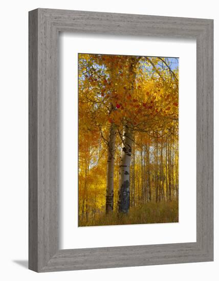 Wyoming, Grand Teton National Park. Autumn Aspen-Judith Zimmerman-Framed Photographic Print