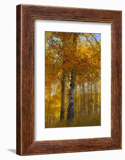 Wyoming, Grand Teton National Park. Autumn Aspen-Judith Zimmerman-Framed Photographic Print