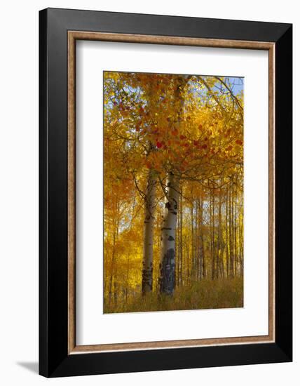 Wyoming, Grand Teton National Park. Autumn Aspen-Judith Zimmerman-Framed Photographic Print