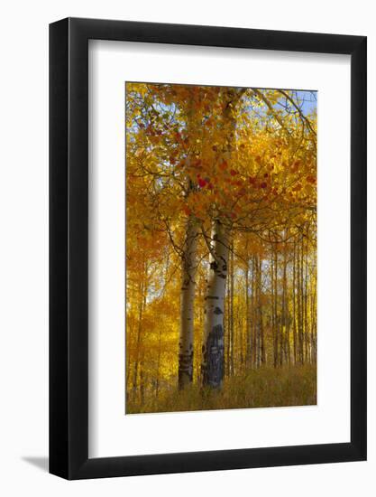 Wyoming, Grand Teton National Park. Autumn Aspen-Judith Zimmerman-Framed Photographic Print