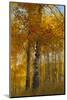 Wyoming, Grand Teton National Park. Autumn Aspen-Judith Zimmerman-Mounted Photographic Print