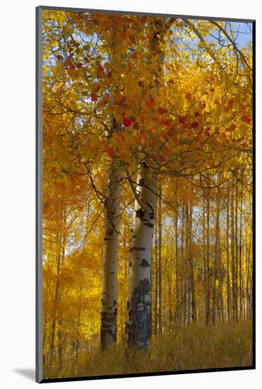 Wyoming, Grand Teton National Park. Autumn Aspen-Judith Zimmerman-Mounted Photographic Print