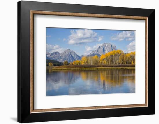 Wyoming, Grand Teton National Park, Autumn Color Along the Snake River Oxbow with Mt-Elizabeth Boehm-Framed Photographic Print