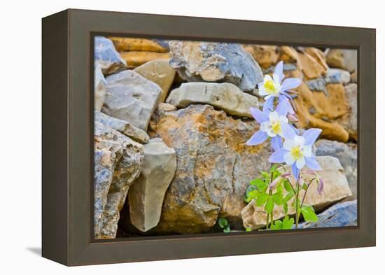 Wyoming, Grand Teton National Park, Close Up of Colorado Columbine Blooming-Elizabeth Boehm-Framed Premier Image Canvas