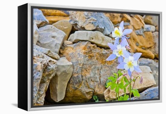 Wyoming, Grand Teton National Park, Close Up of Colorado Columbine Blooming-Elizabeth Boehm-Framed Premier Image Canvas