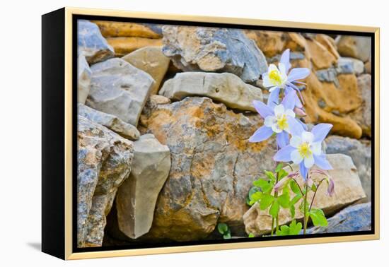 Wyoming, Grand Teton National Park, Close Up of Colorado Columbine Blooming-Elizabeth Boehm-Framed Premier Image Canvas