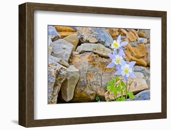 Wyoming, Grand Teton National Park, Close Up of Colorado Columbine Blooming-Elizabeth Boehm-Framed Photographic Print