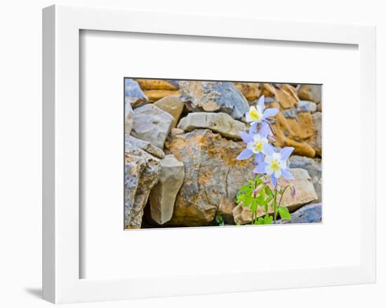 Wyoming, Grand Teton National Park, Close Up of Colorado Columbine Blooming-Elizabeth Boehm-Framed Photographic Print