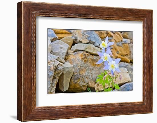 Wyoming, Grand Teton National Park, Close Up of Colorado Columbine Blooming-Elizabeth Boehm-Framed Photographic Print