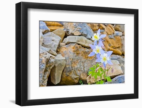 Wyoming, Grand Teton National Park, Close Up of Colorado Columbine Blooming-Elizabeth Boehm-Framed Photographic Print