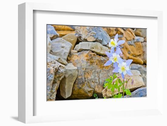 Wyoming, Grand Teton National Park, Close Up of Colorado Columbine Blooming-Elizabeth Boehm-Framed Photographic Print