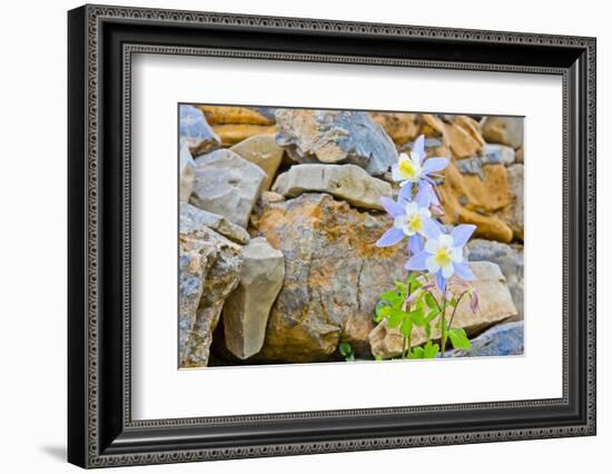 Wyoming, Grand Teton National Park, Close Up of Colorado Columbine Blooming-Elizabeth Boehm-Framed Photographic Print