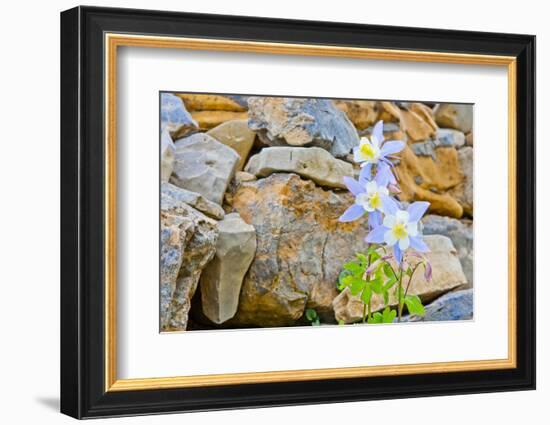 Wyoming, Grand Teton National Park, Close Up of Colorado Columbine Blooming-Elizabeth Boehm-Framed Photographic Print