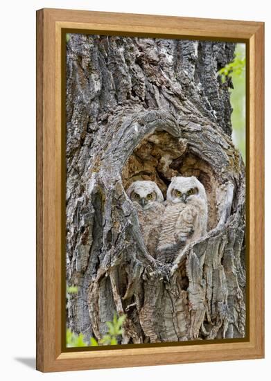 Wyoming, Grand Teton National Park, Great Horned Owlets in Nest Cavity-Elizabeth Boehm-Framed Premier Image Canvas