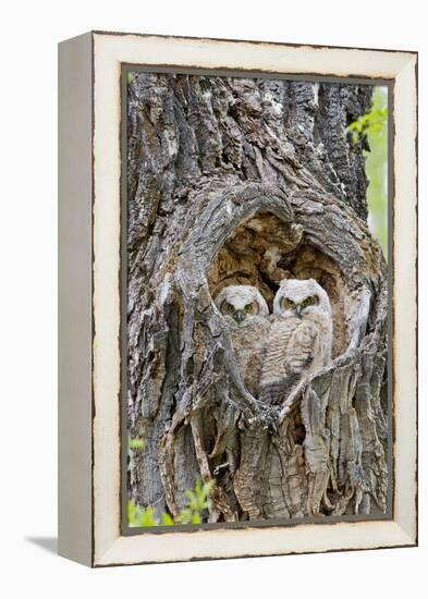Wyoming, Grand Teton National Park, Great Horned Owlets in Nest Cavity-Elizabeth Boehm-Framed Premier Image Canvas