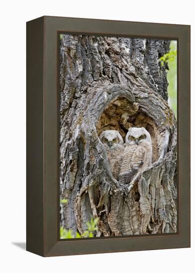 Wyoming, Grand Teton National Park, Great Horned Owlets in Nest Cavity-Elizabeth Boehm-Framed Premier Image Canvas