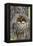 Wyoming, Grand Teton National Park, Great Horned Owlets in Nest Cavity-Elizabeth Boehm-Framed Premier Image Canvas