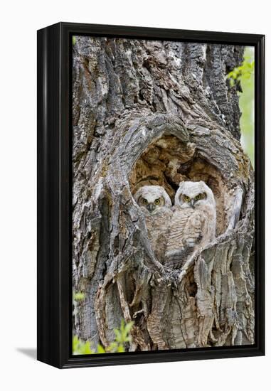 Wyoming, Grand Teton National Park, Great Horned Owlets in Nest Cavity-Elizabeth Boehm-Framed Premier Image Canvas