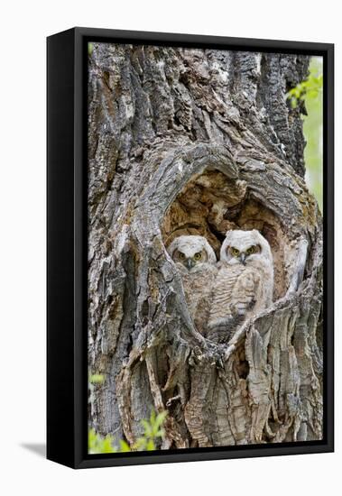 Wyoming, Grand Teton National Park, Great Horned Owlets in Nest Cavity-Elizabeth Boehm-Framed Premier Image Canvas