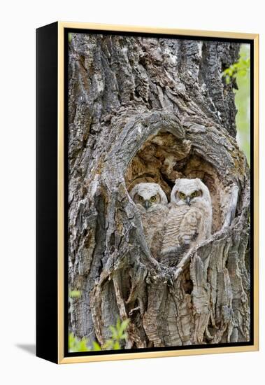 Wyoming, Grand Teton National Park, Great Horned Owlets in Nest Cavity-Elizabeth Boehm-Framed Premier Image Canvas