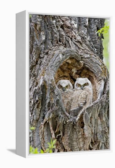 Wyoming, Grand Teton National Park, Great Horned Owlets in Nest Cavity-Elizabeth Boehm-Framed Premier Image Canvas