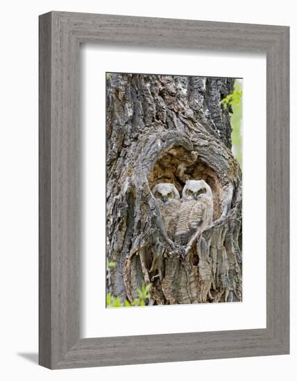 Wyoming, Grand Teton National Park, Great Horned Owlets in Nest Cavity-Elizabeth Boehm-Framed Photographic Print