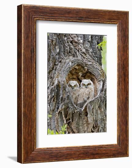 Wyoming, Grand Teton National Park, Great Horned Owlets in Nest Cavity-Elizabeth Boehm-Framed Photographic Print