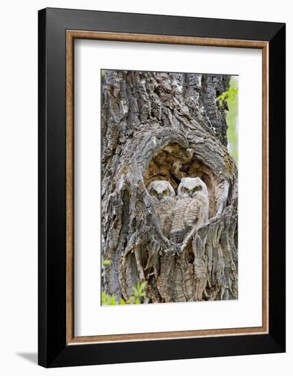 Wyoming, Grand Teton National Park, Great Horned Owlets in Nest Cavity-Elizabeth Boehm-Framed Photographic Print