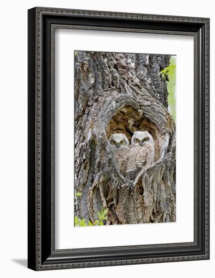 Wyoming, Grand Teton National Park, Great Horned Owlets in Nest Cavity-Elizabeth Boehm-Framed Photographic Print