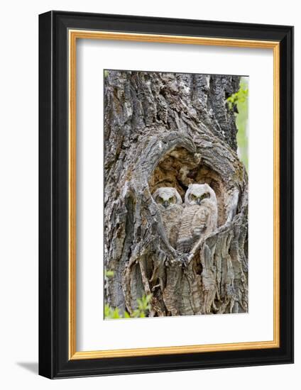 Wyoming, Grand Teton National Park, Great Horned Owlets in Nest Cavity-Elizabeth Boehm-Framed Photographic Print