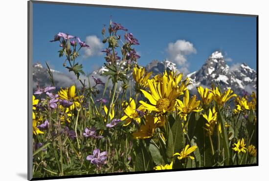 Wyoming, Grand Teton National Park. Mule's Ear and Sticky Geranium-Judith Zimmerman-Mounted Photographic Print