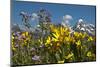 Wyoming, Grand Teton National Park. Mule's Ear and Sticky Geranium-Judith Zimmerman-Mounted Photographic Print